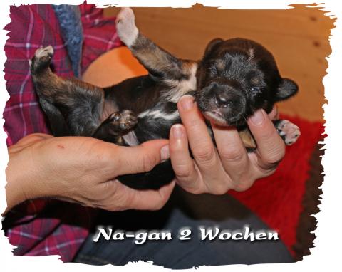 Na-gan der Bomber black and tan, hat seine Familie gefunden.