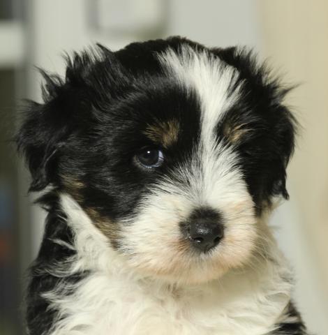 Unsere kleine Tibet Terrier Hündin mit 6 Wochen