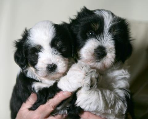 2 Tibet Terrier Mädels im Alter von 6 Wochen