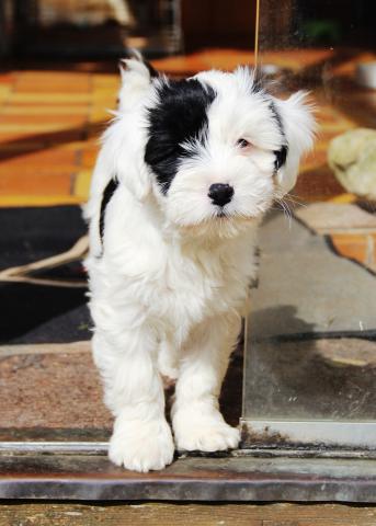 E' Ho-Shi-Kooh_Tibet Terrier Welpe_Rüde TTofDW 2015