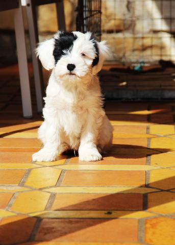 E' Ho-Shi-Kooh_Tibet Terrier Welpe_Rüde TTofDW 2015