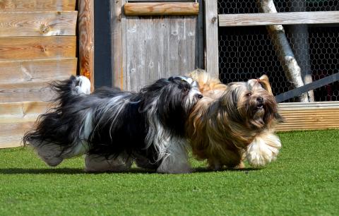 Die Eltern: Tibet Terrier Farouk und Bucari