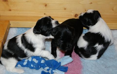 Tibet Terrier Welpen, 3,5 Wochen alt