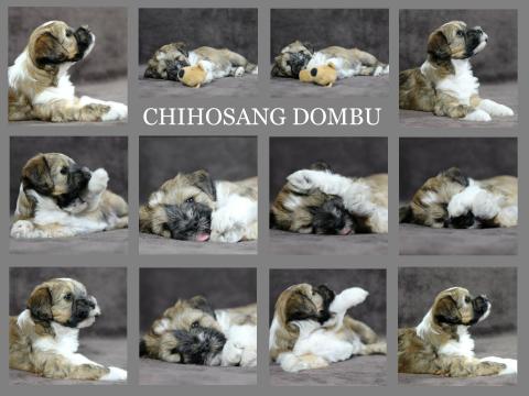 Tibet Terrier Welpe DOMBU im Alter von 6,5 Wochen