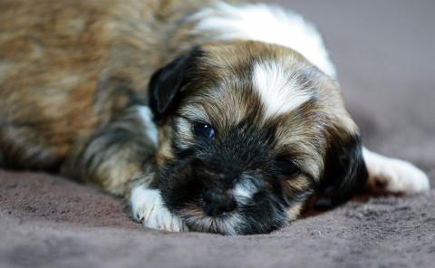 Tibet Terrier Rüde, 3,5W. alt