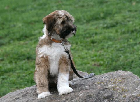 Tibet Terrier Welpe Dombu