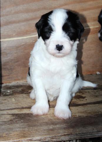 NRW_Tibet Terrier Welpen_Oelde_Künzel_KTR