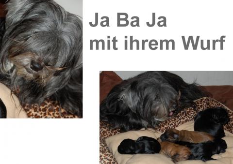 Ja Ba Ja mit ihrem Wurf (1 Woche alt)