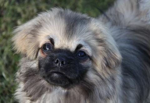 Enya Xenium, Tibet Spaniel Welpe, Hündin