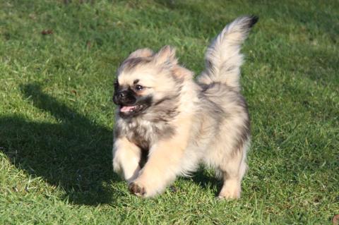 Enya Xenium, Tibet Spaniel Welpe, Hündin