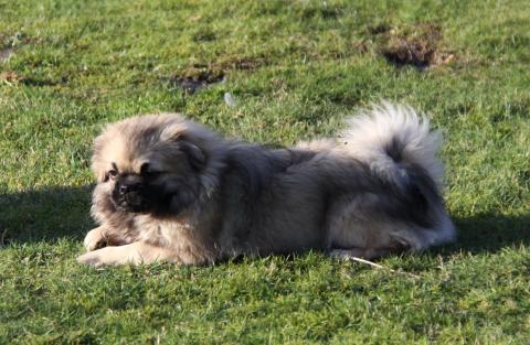 Enya Xenium, Tibet Spaniel Welpe, Hündin