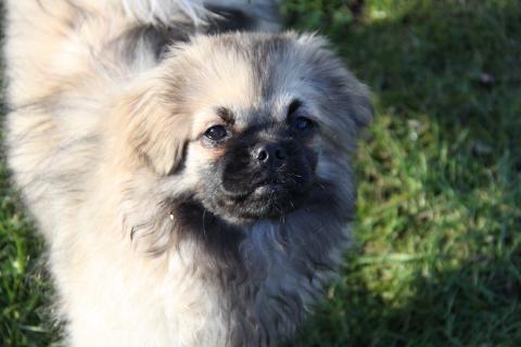 Enya Xenium, Tibet Spaniel Hündin, Hündin