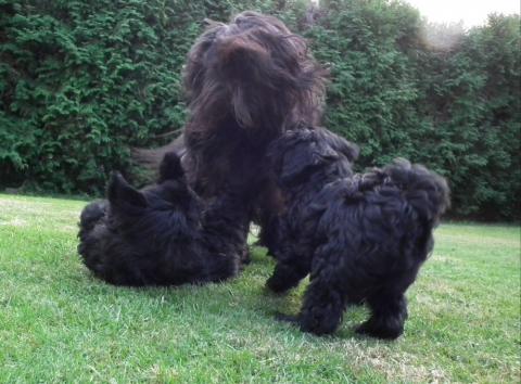 Tibet Terrier Babys toben mit ihrer Mami