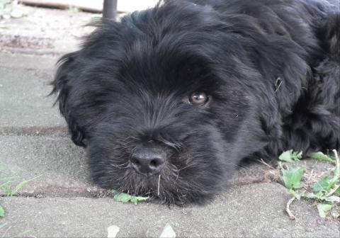 Tibet Terrier Welpe Lari Njilam Lamleh vom verlorenen Tal