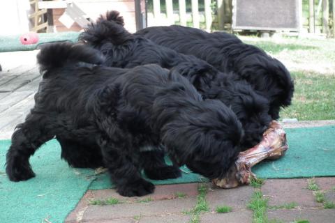 3 Tibet Terrier Welpen mit Riesenknochen 