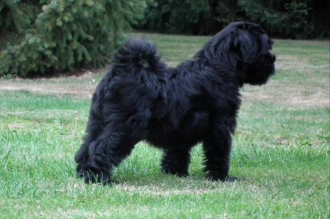 Tibet Terrier Baby Leonis Li-ka Lamleh vom verlorenen Tal