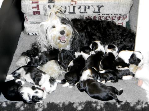 Amy's litter