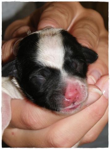 Tibet Terrier Hündin