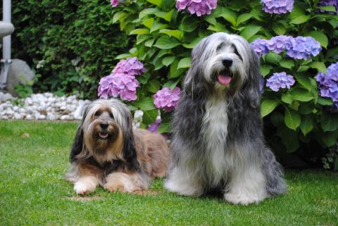 Die Mutter und der Vater unserer Tibet Terrier Welpen