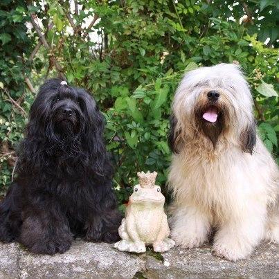 Die Eltern des Tibet  Terrier Wurfes Kira und Basco