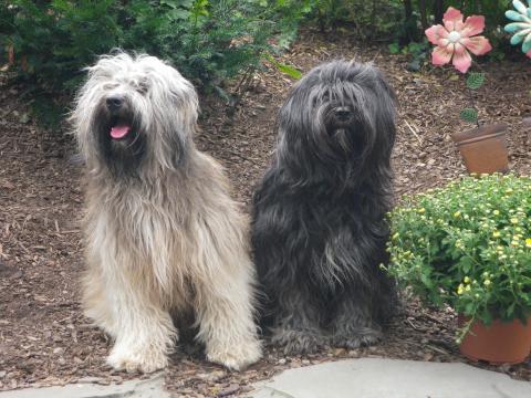 Die werdenden Eltern unseres Tibet Terrier Wurf