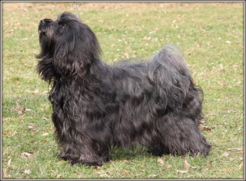 Mutter unserer Tibet Terrier Welpen