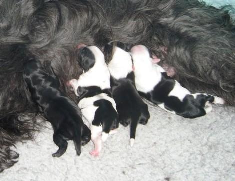 Tibet Terrier Welpen kurz nach der Geburt