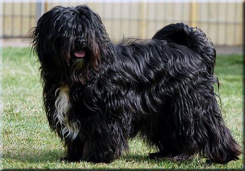 Vater unserer Tibet Terrier Welpen