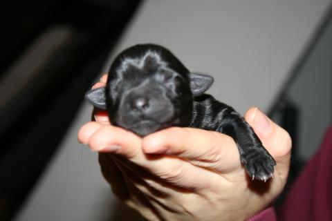 Tibet Terrier Hündin schwarz