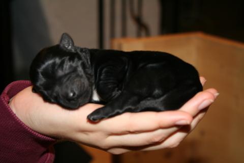 Tibet Terrier Hündin schwarz