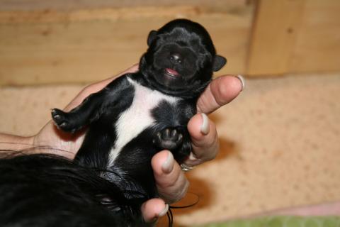 Tibet Terrier Rüde schwarz