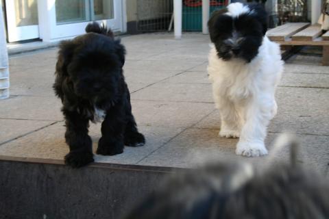 Unsere beiden Jungs Da-chu und Jar-no suchen noch ein liebevolles Zuhause!