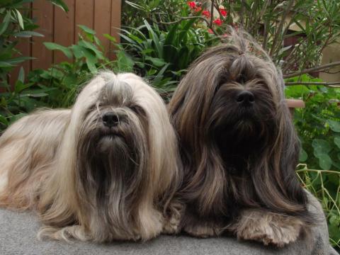 Kangmar B´Mary La und Tienschan´s Khe-san sind die Eltern unserer Lhasa Apso Welpen