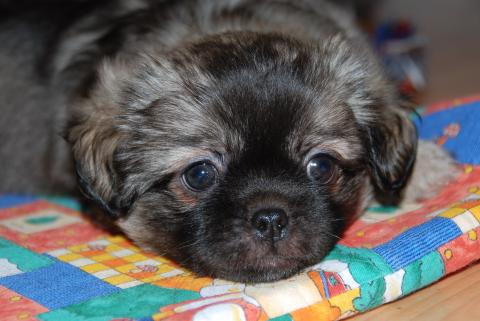 Tibet Spaniel Welpe