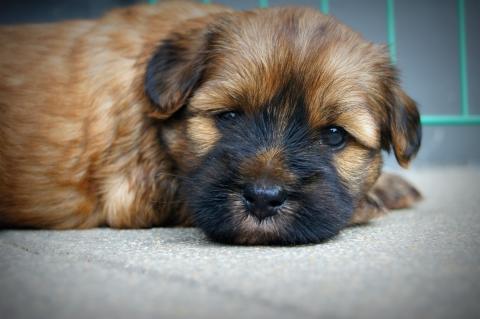 Tibet Terrier Welpe Coffey, Rüde 5 Wochen alt