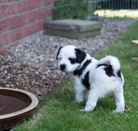 Tibet Terrier-Welpe Cun-sho knapp 6 Wochen alt