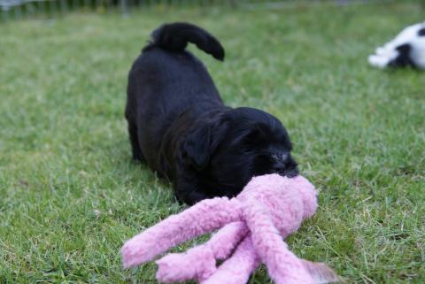 Tibet Terrier-Welpe Chompa knapp 6 Wochen alt