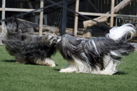 Tibet Terrier, Wanted Nice Dogs Farouk Lamleh, Kayley Chu Chu von Shan Changbai