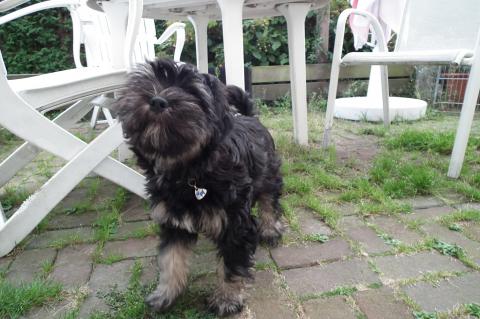 Tibet Terrier Welpe wurden am 11.6. geboren