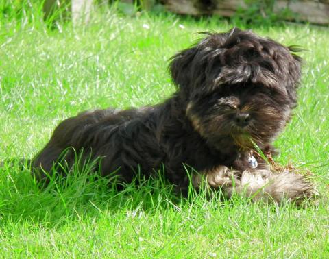 Tibet Terrier Baby Dayan