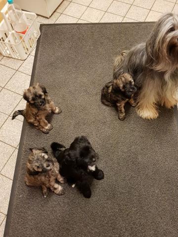 Die Tibet Terrier Babys warten aufs essen