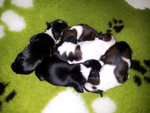 Unsere Tibet Terrier Welpen 1 Tag alt