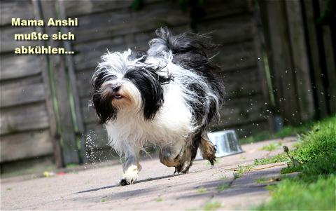 Mutter unserer Tibet Terrier Babys