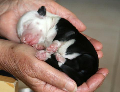 Tibet Terrier Rüde 3 Tage alt