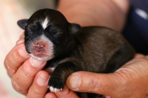 Tibet Terrier Rüde 3Tg. alt