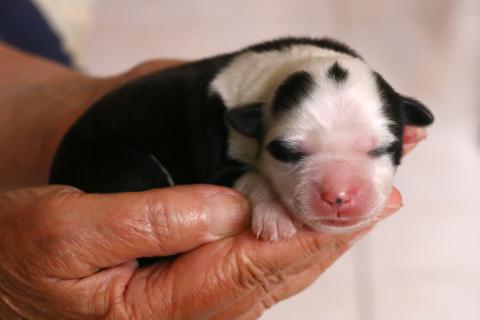 Tibet Terrier Hündin 3 Tage alt