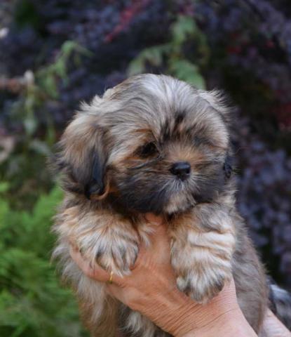 sweet Boy Chan-ku, was bernsteinfarbener Wolf bedeutet