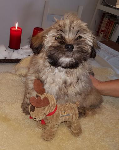 Lhasa Apso Welpe Rüde