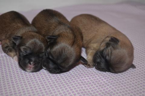 Tibet Spaniel Behrensen vom Lachmann Hof, Welpen B-Wurf