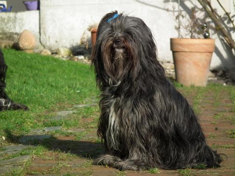 Tibet Terrier - Hündin "Mo", die Mami